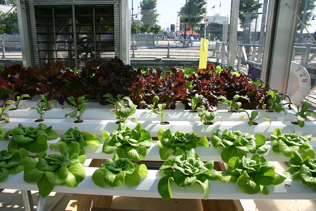 Hydroponics Farming
