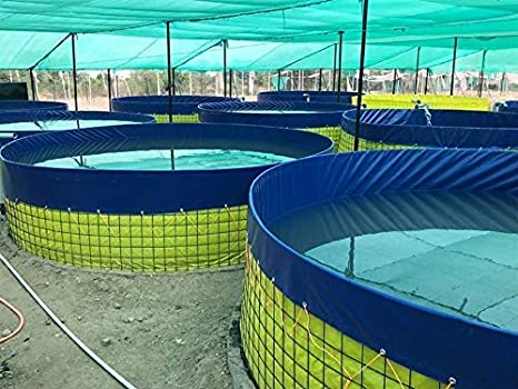 biofloc fish farming tank