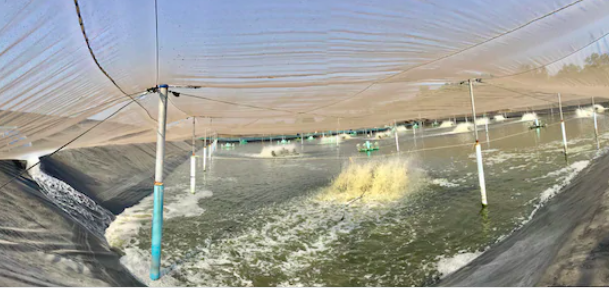 Biofloc fish farming tank