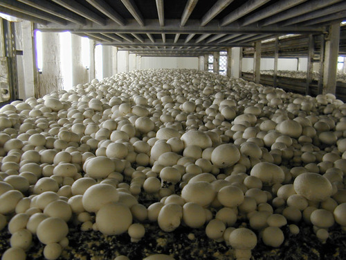mushroom farming image