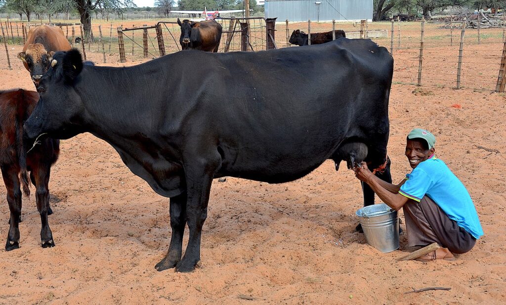 dairy farming india