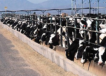 dairy farming