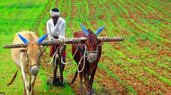 Under PM-KISAN Yojana