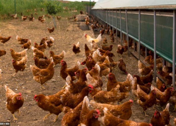 poultry birds