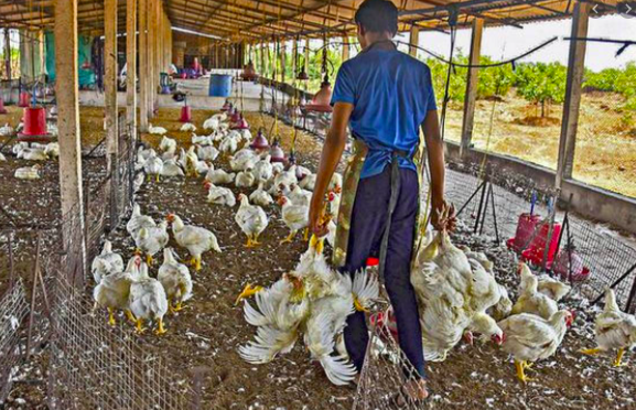 poultry farming India