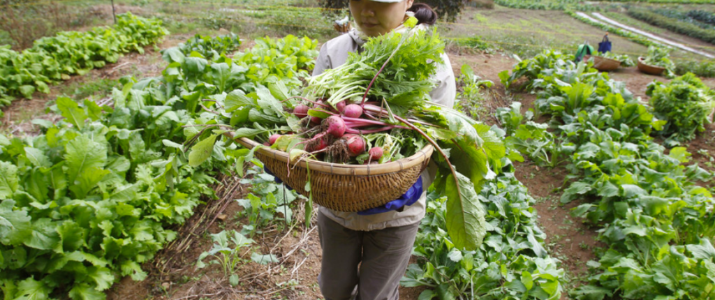 modern farming harvest