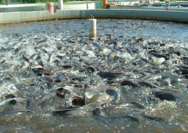 fish farming