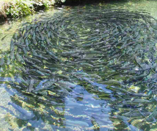 fish farming
