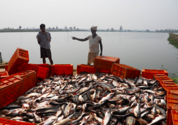 harvested fishes