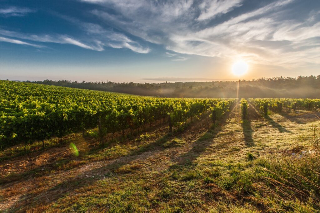 Natural Farming Field lands