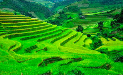 Terrace farming field
