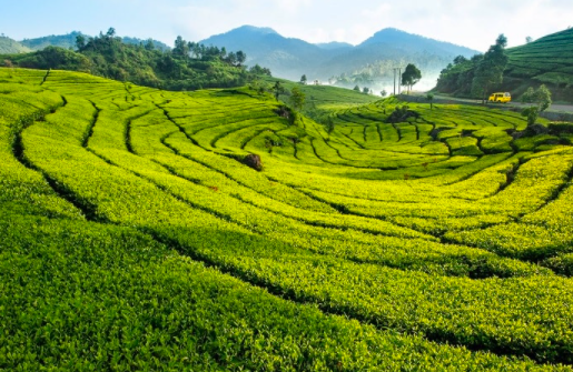 commercial farming field