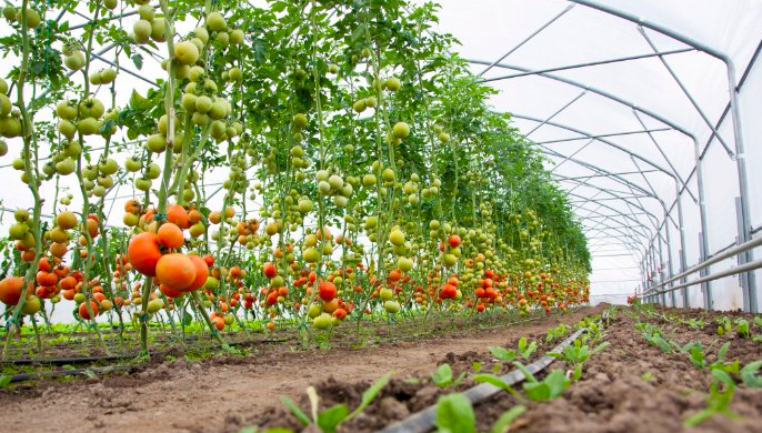 commercial farming field harvest