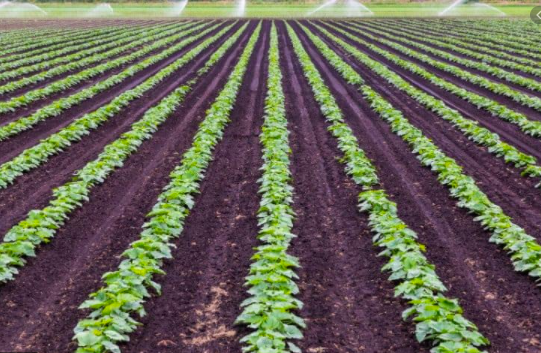 commercial farming