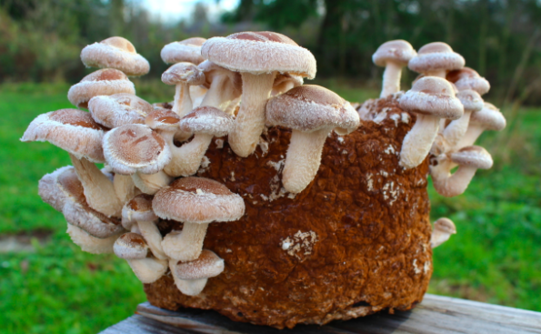Mushroom Cultivation