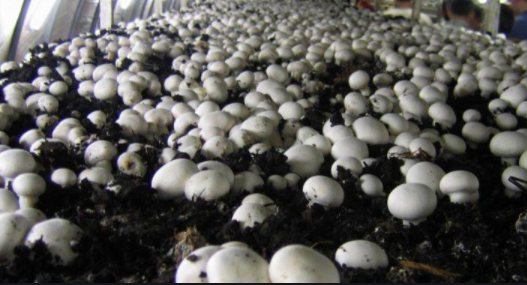 mushroom farming