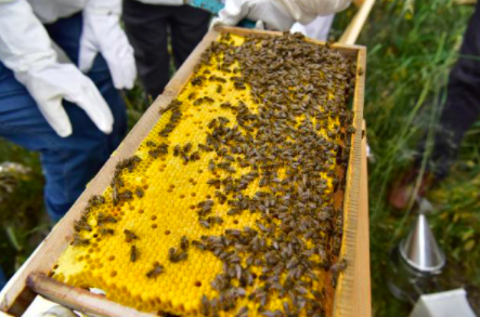Bee Keeping insight