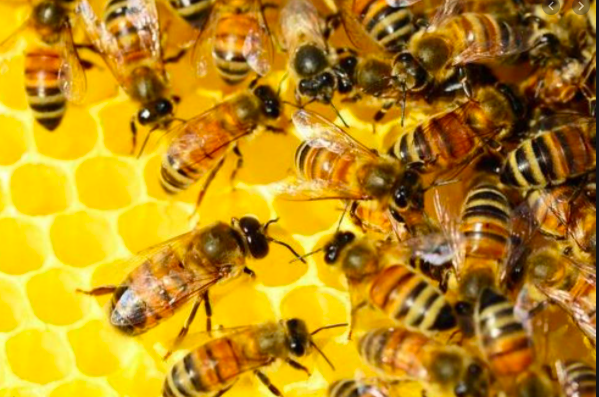 bees making honey