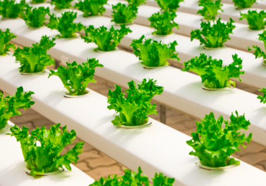 Growing plants hydroponically