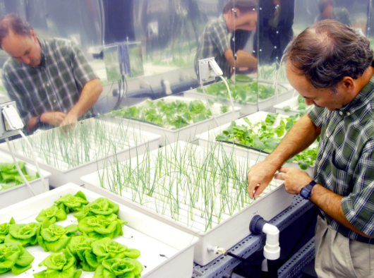 growing plants hydroponically at home
