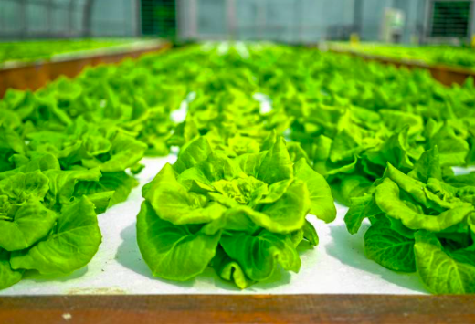 hydroponically grown plants