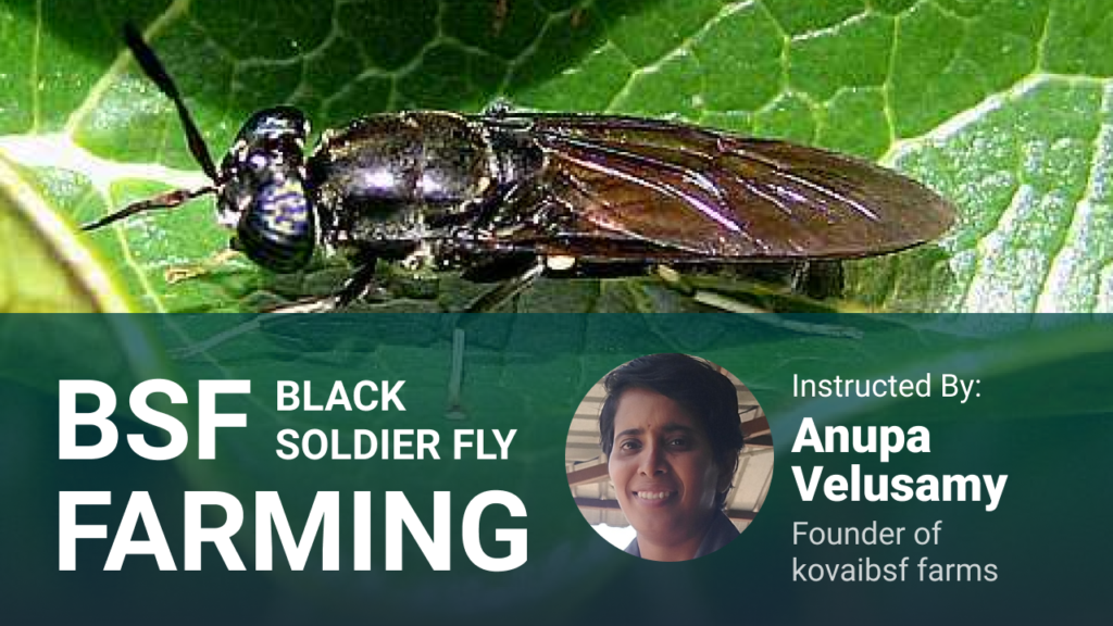 Black Soldier Fly farming
