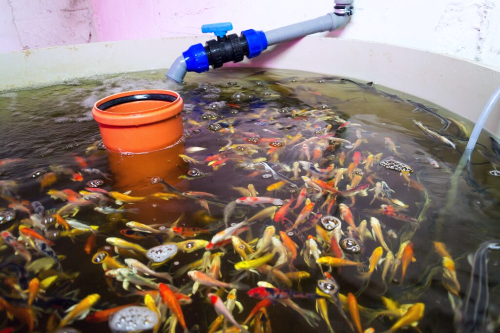 Biofloc Fish farming