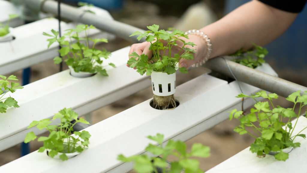 Hydroponics Farm