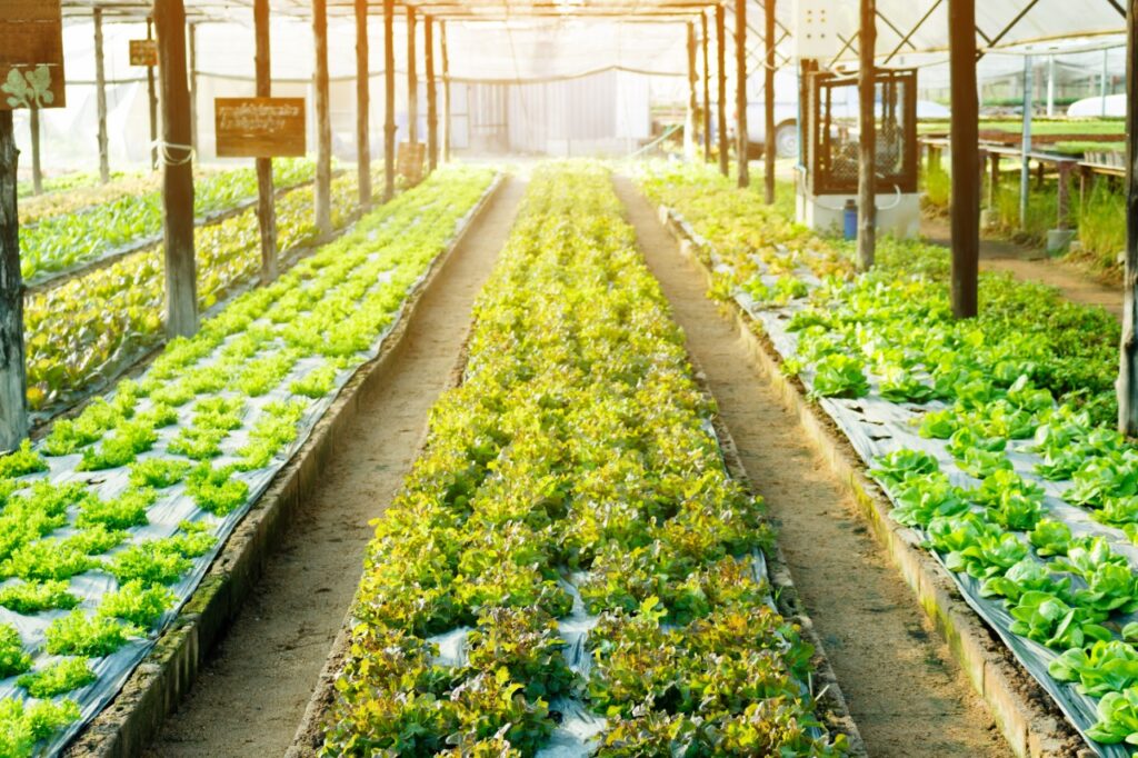 Growing ginger hydroponically
