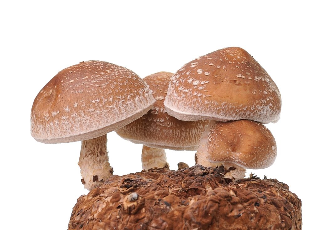 Mushroom Cultivation