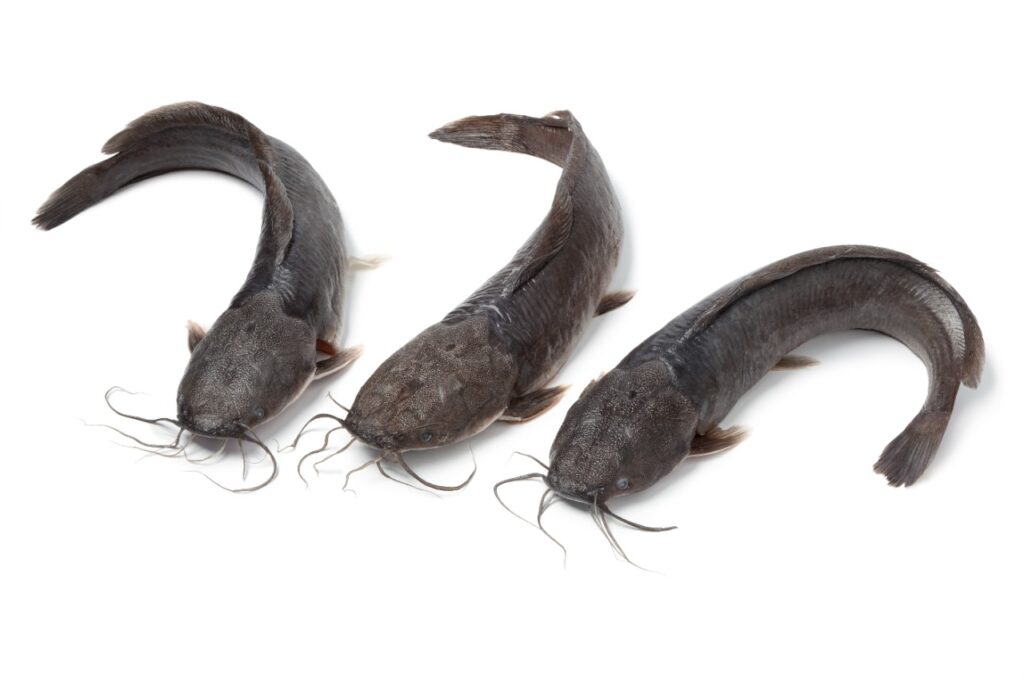 Catfish farming
