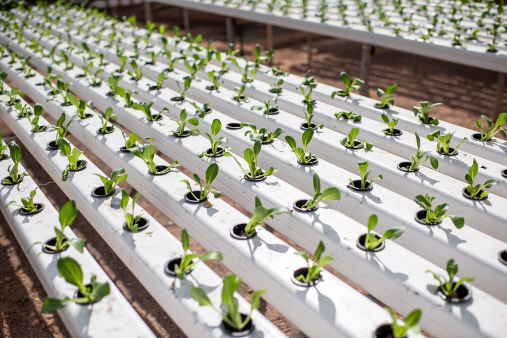Hydroponics plant system