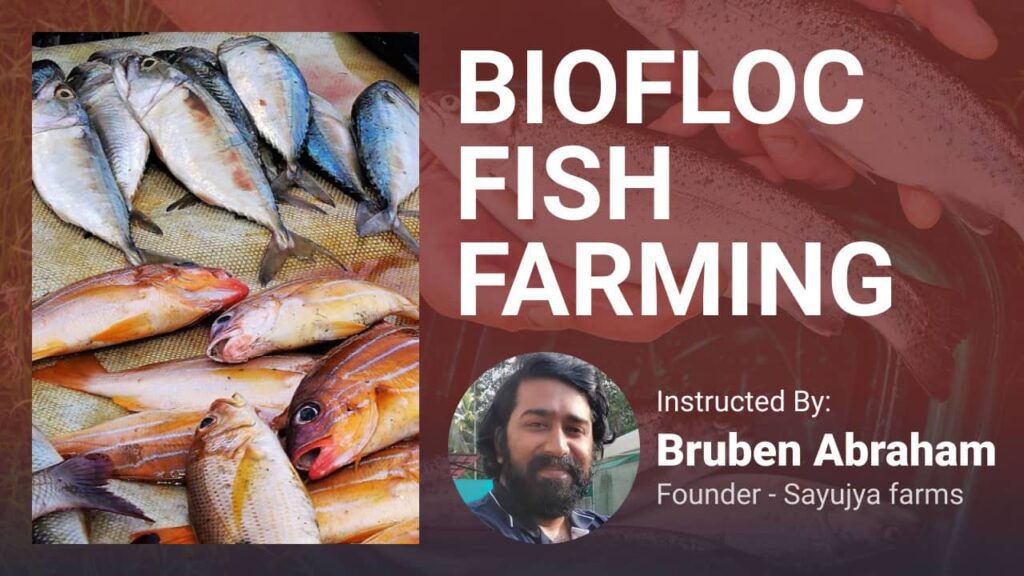 Biofloc Fish Farming