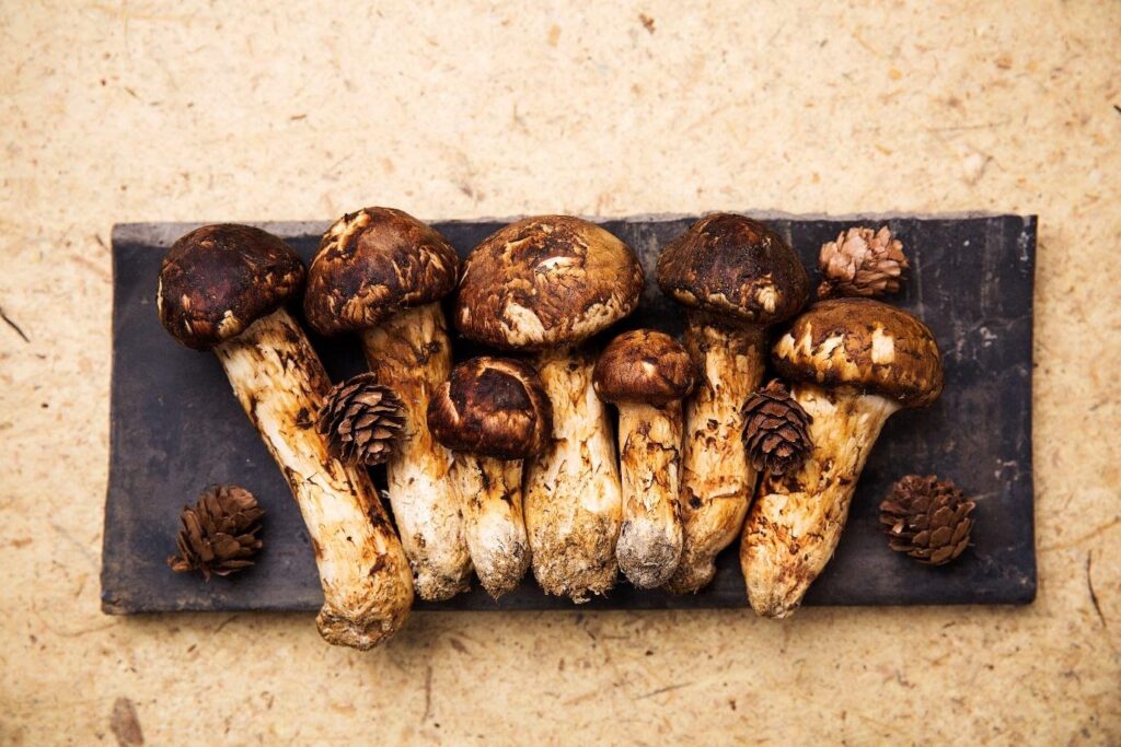 Harvested Mushrooms