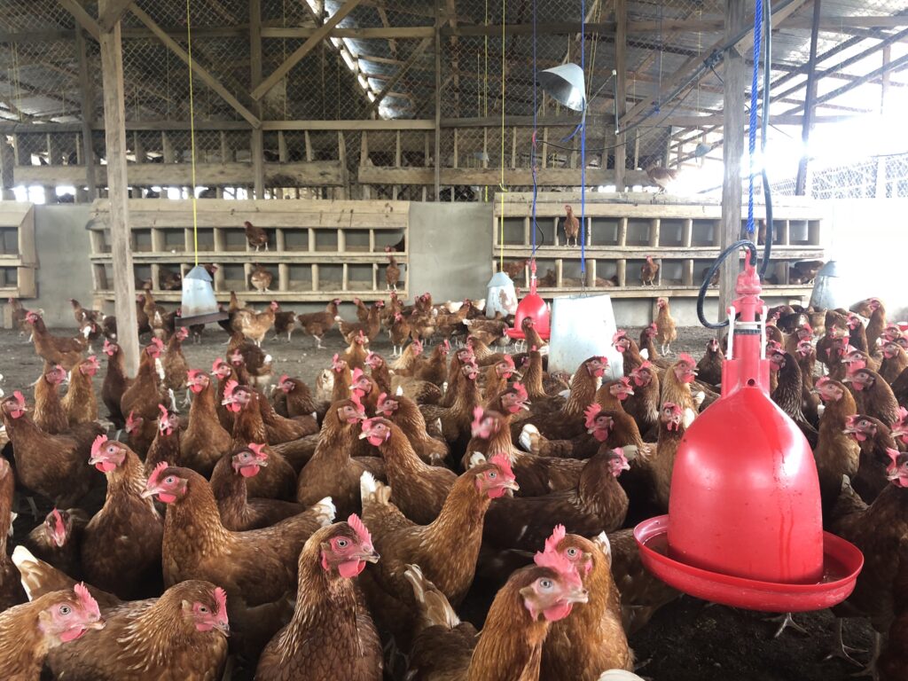 Poultry Chicken Breeds