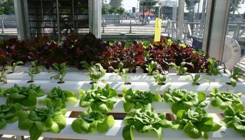 Hydroponics Farming