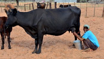 dairy faming india
