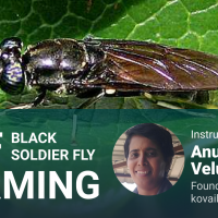 Black Soldier Fly farming