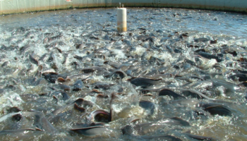 fish farming