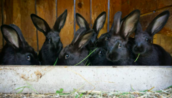 rabbit farming