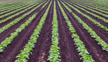 commercial farming