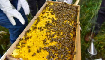 beekeeping