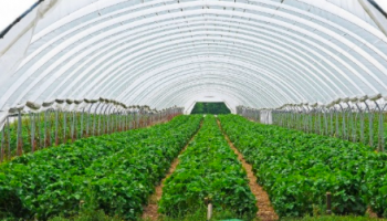 polyhouse farm