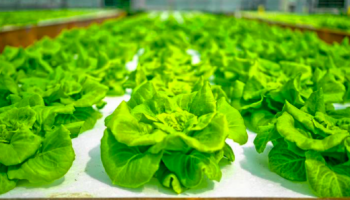 hydroponics