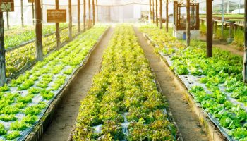 Growing ginger hydroponically