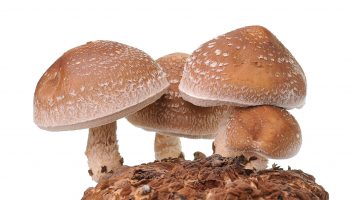 Mushroom Cultivation