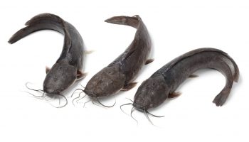 Catfish farming