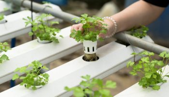 Hydroponics Farm