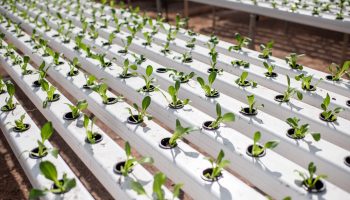 Hydroponics plant system