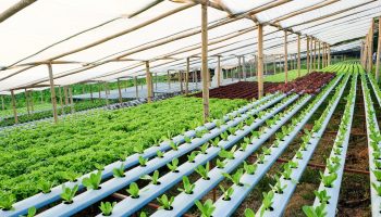 Hydroponics farm